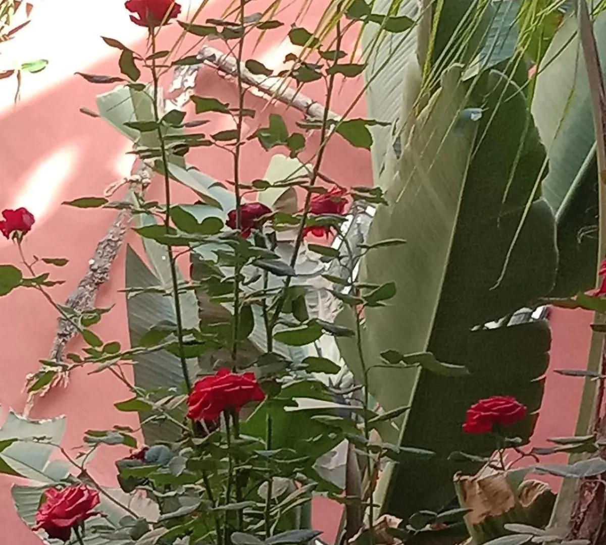 Maison Des Maitres Marrakesh